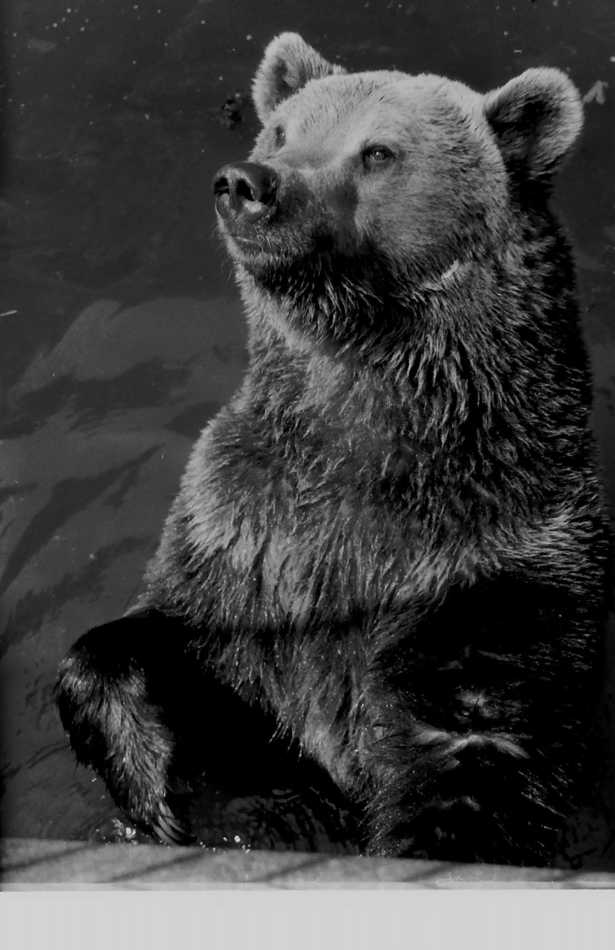Národná zoologická záhrada bojnice